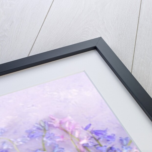 Bluebell flowers by Assaf Frank